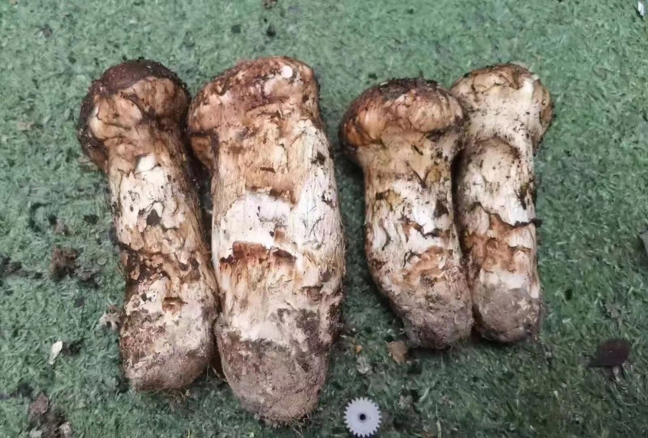 甘孜县天源食品:提供天然珍贵食材 打造中国原生态食品高端品牌